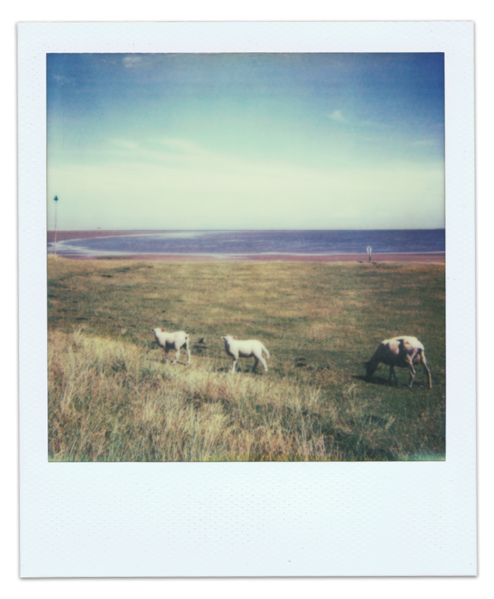 Moutons en liberté - Sylt