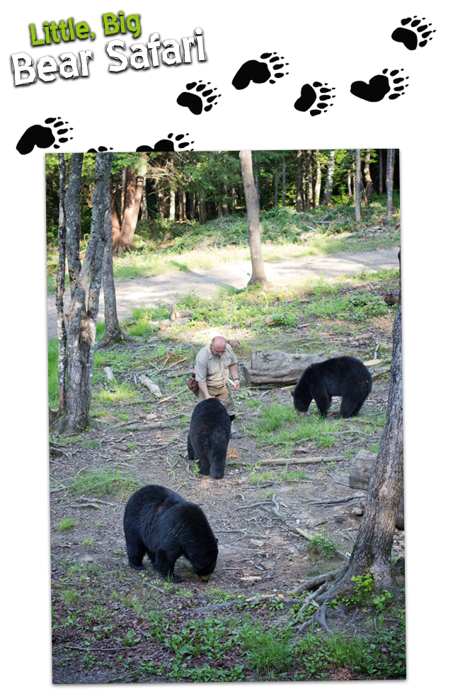 Little Big Bear Safari Nouveau Brunswick 1