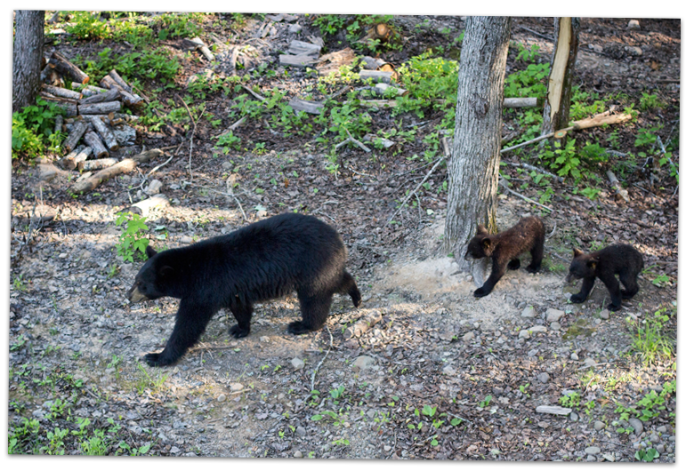 Little Big Bear Safari Nouveau Brunswick 2