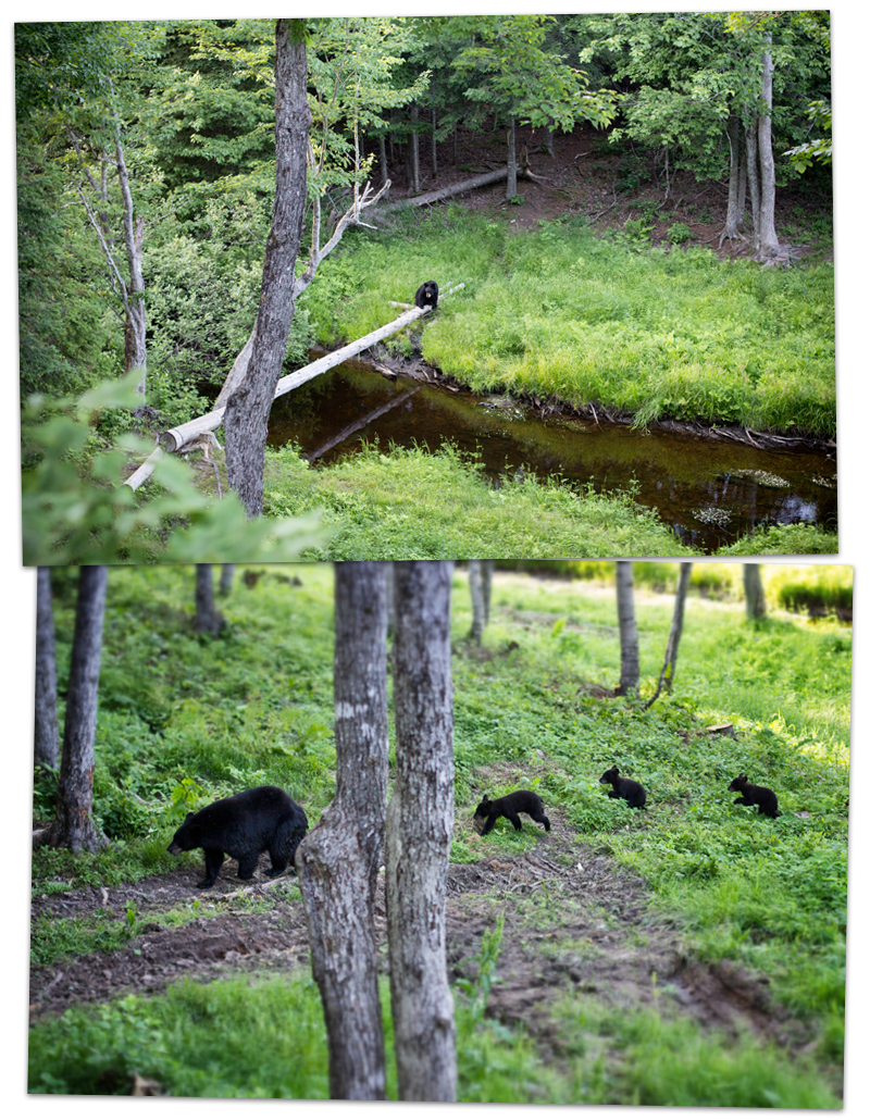 Little Big Bear Safari Nouveau Brunswick 3