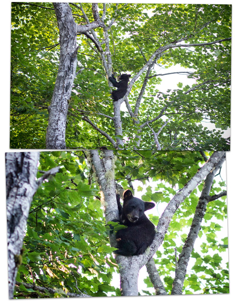 Little Big Bear Safari Nouveau Brunswick 4