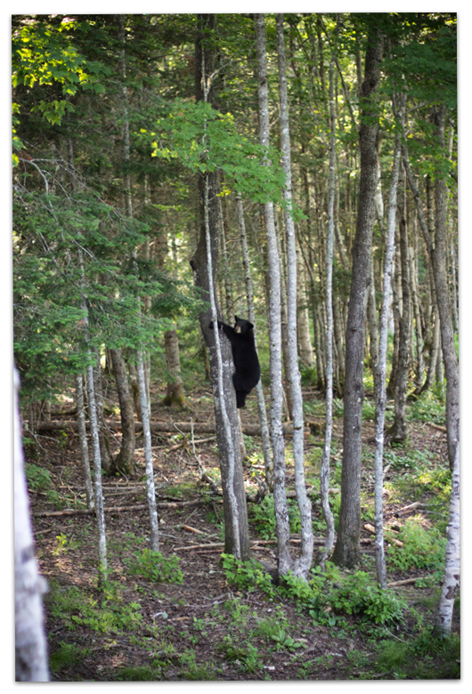 Little Big Bear Safari Nouveau Brunswick 5