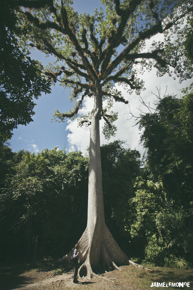 Ceiba à l'entrée de Tikal - Guatemala - ©jaimelemonde