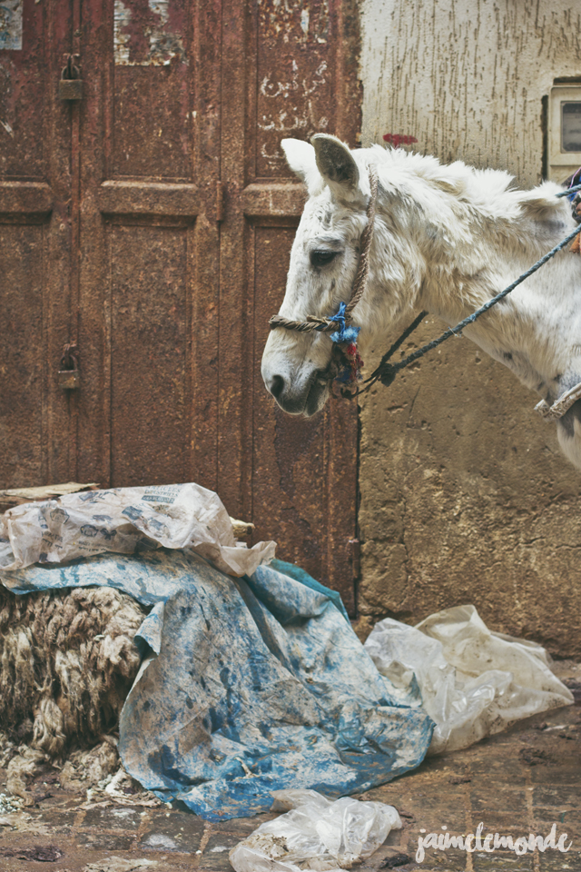 blog voyage - 50 photos à Fès - Maroc - ©jaimelemonde (25)