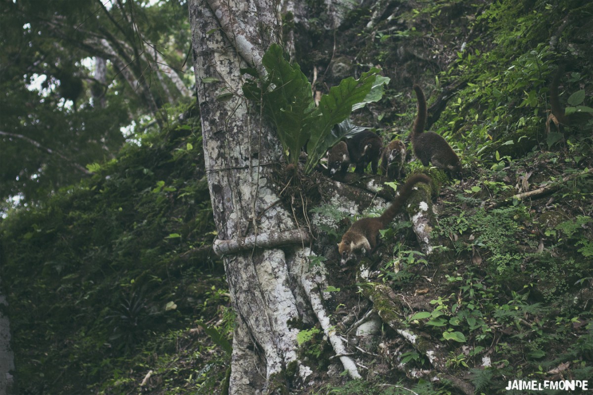 Coati à Tikal 1 - Guatemala - ©jaimelemonde