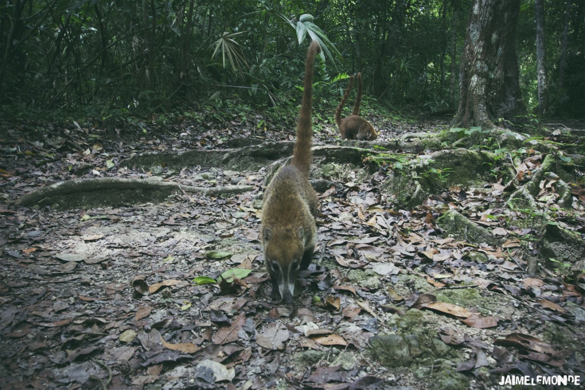 Coati à Tikal 2 - Guatemala - ©jaimelemonde