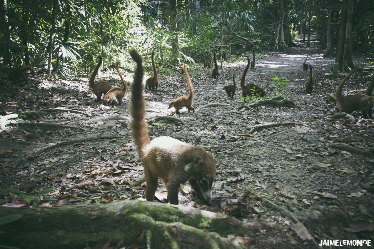 Coati à Tikal 3 - Guatemala - ©jaimelemonde