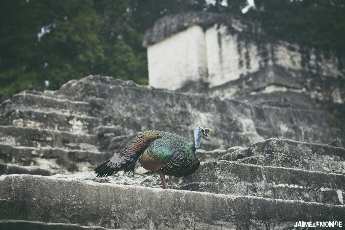 Dindon ocellé (Meleagris ocellata) à Tikal - Guatemala - ©jaimelemonde
