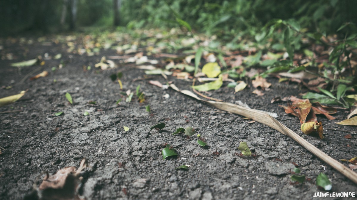 Fourmies à Motul de San José - Guatemala - ©jaimelemonde