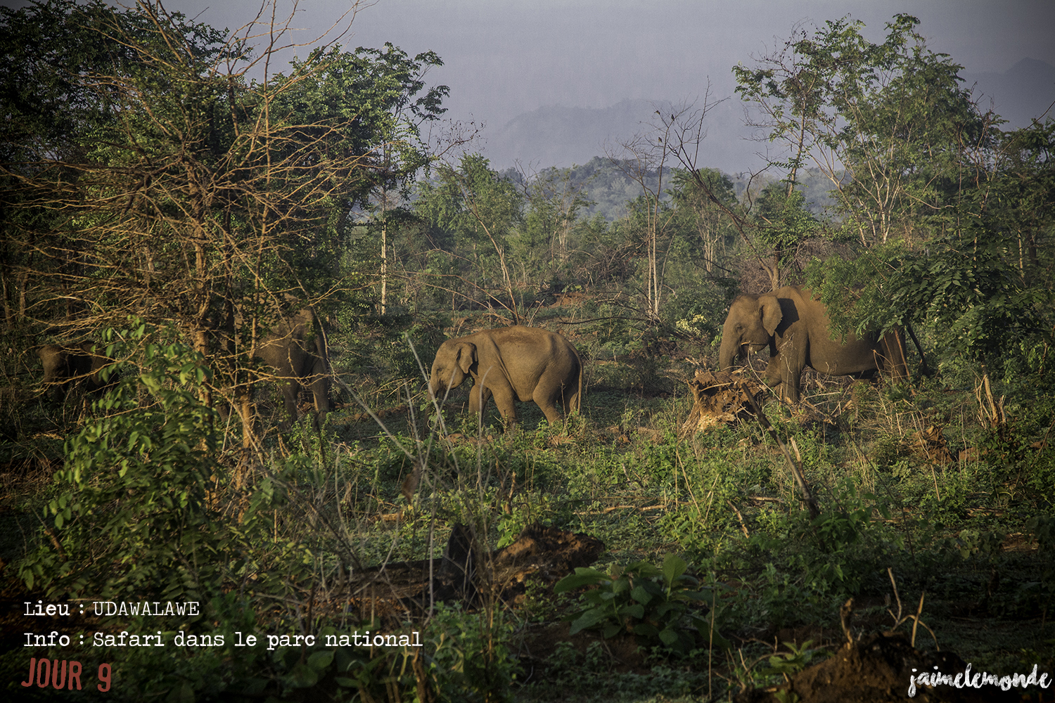 Voyage Sri Lanka - Itinéraire Jour 9 - 4 Udawalawe - Safari dans le parc national - ©jaimelemonde